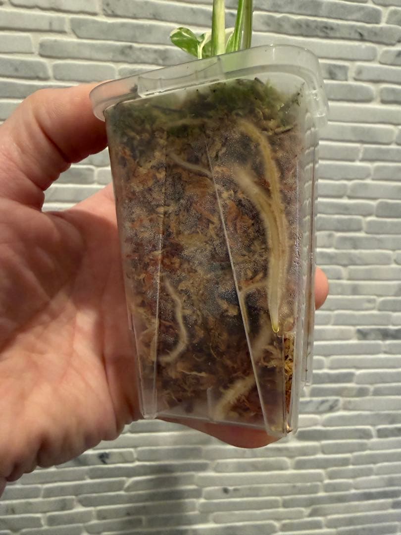 モンステラ レガシー　斑入り