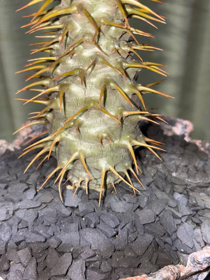 アンボンゲンセ　国内実生　開花株　葉は落ちました