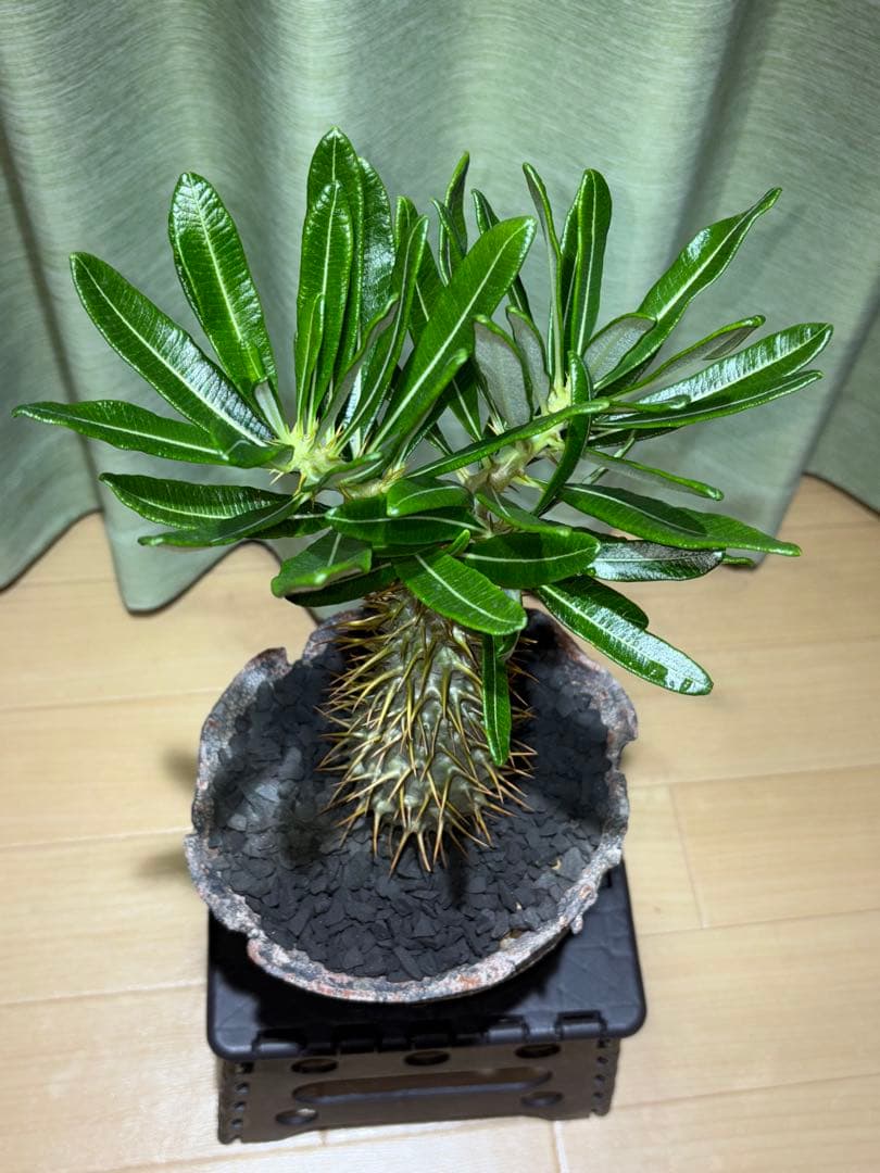 アンボンゲンセ　国内実生　開花株　葉は落ちました