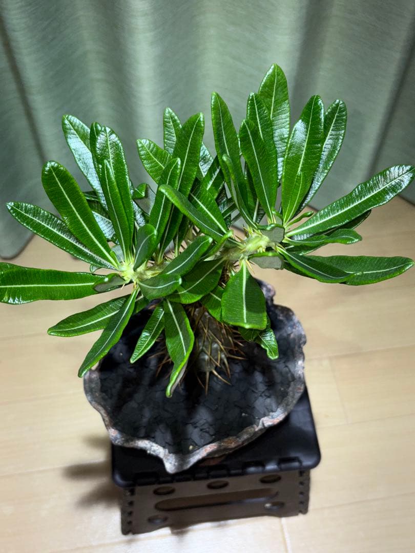 アンボンゲンセ　国内実生　開花株　葉は落ちました