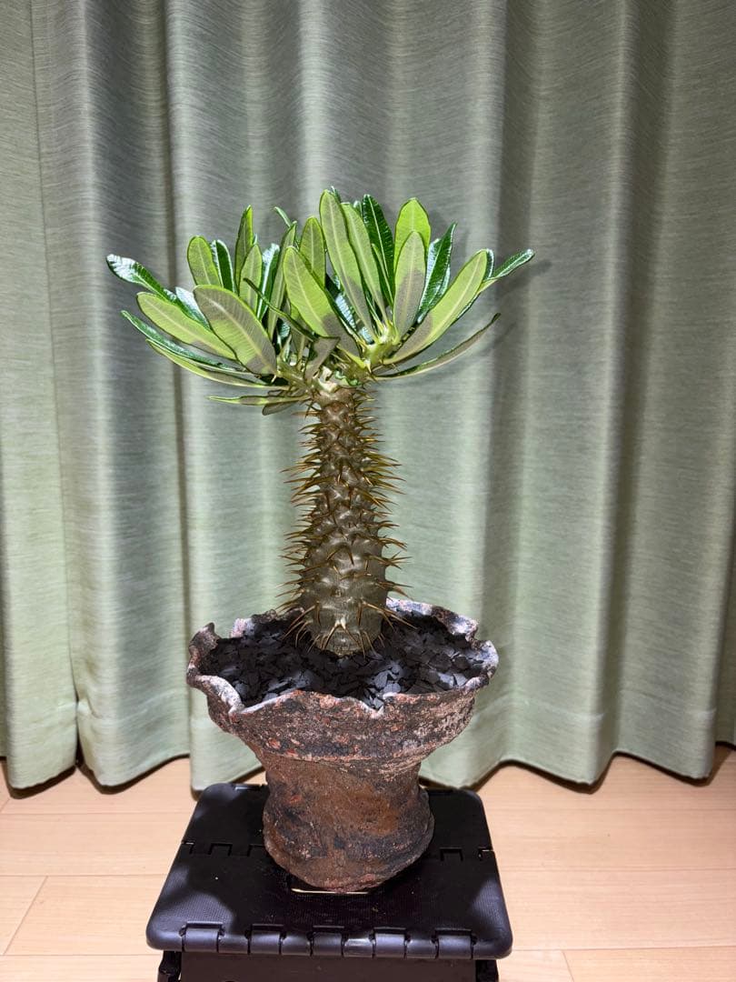 アンボンゲンセ　国内実生　開花株　葉は落ちました