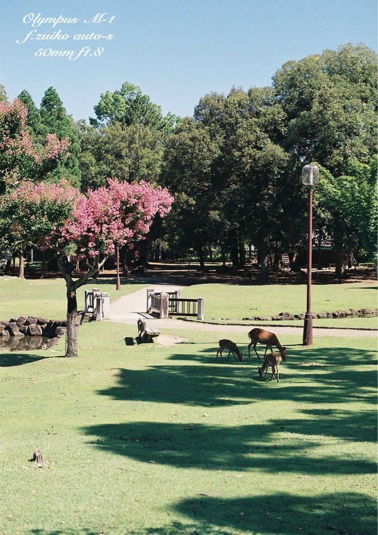 超希少！完動・美品★オリンパスm-1（om-1） &Mシス f1.8★作例多数