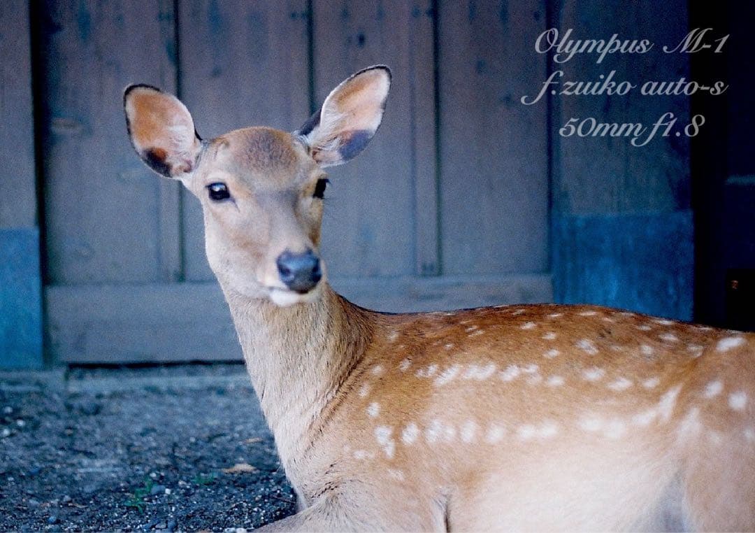 超希少！完動・美品★オリンパスm-1（om-1） &Mシス f1.8★作例多数