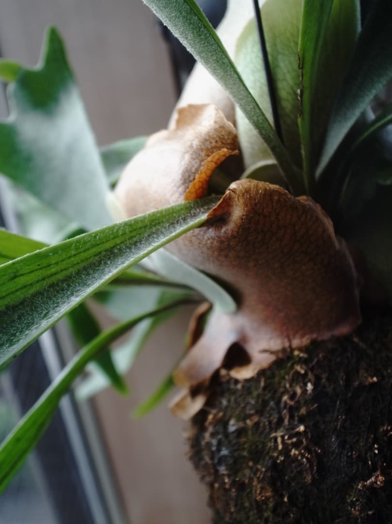 【美品】GR DIGITAL IV ホワイトエディション(SH176回)