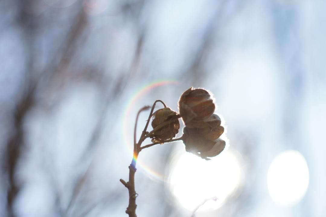 作例有・光学美品✨ PENTAX スーパータクマー 55mm f1.8 後期