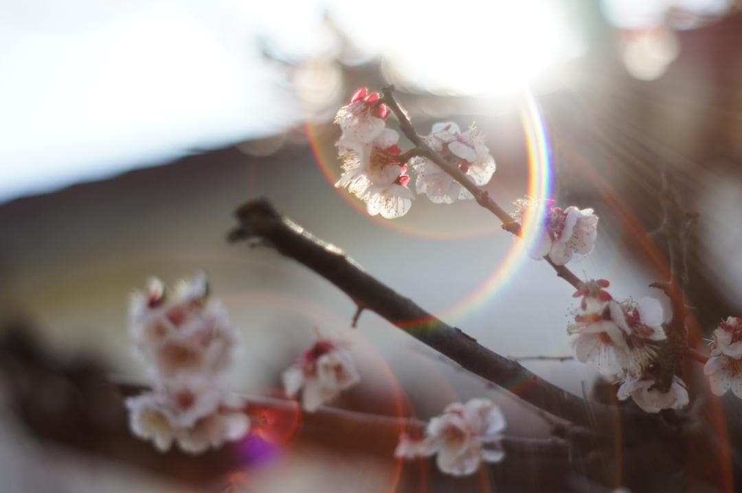 作例有・光学美品✨ PENTAX スーパータクマー 55mm f1.8 後期