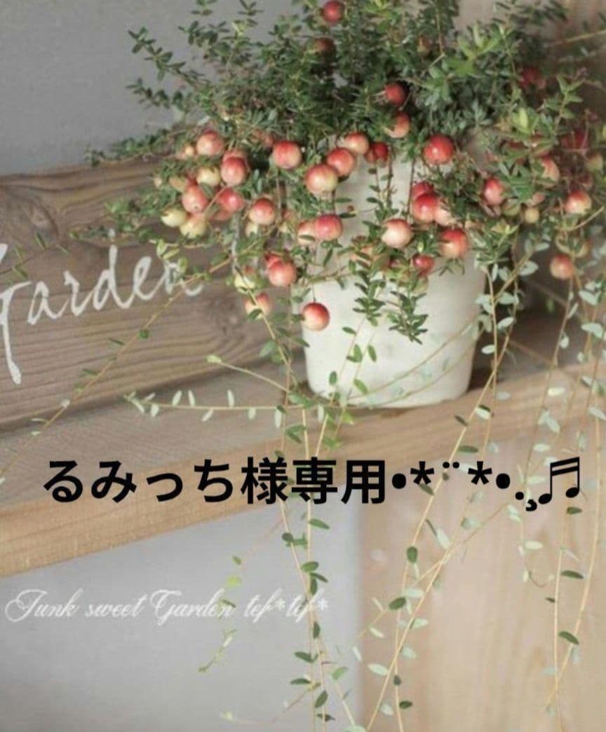 るみっちページです‧⁺ ⊹˚.