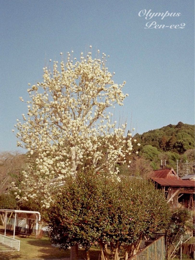 ★完動品＊美品★olympus pen ee2★フィルムカメラ入門に！★本革外装