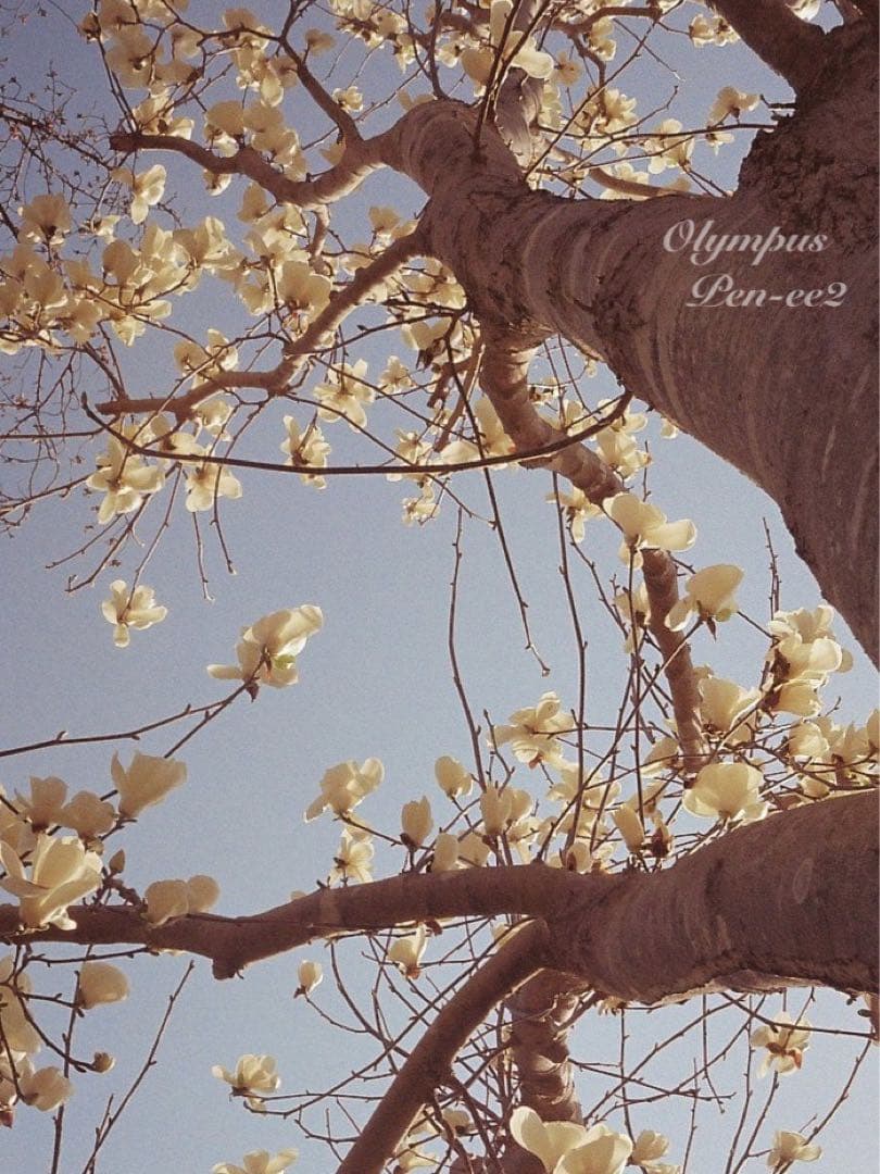 ★完動品＊美品★olympus pen ee2★フィルムカメラ入門に！★本革外装