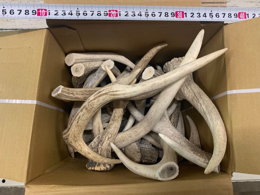 9kg 鹿の角　エゾシカ　角 端材　アクセサリー　パーツ素材