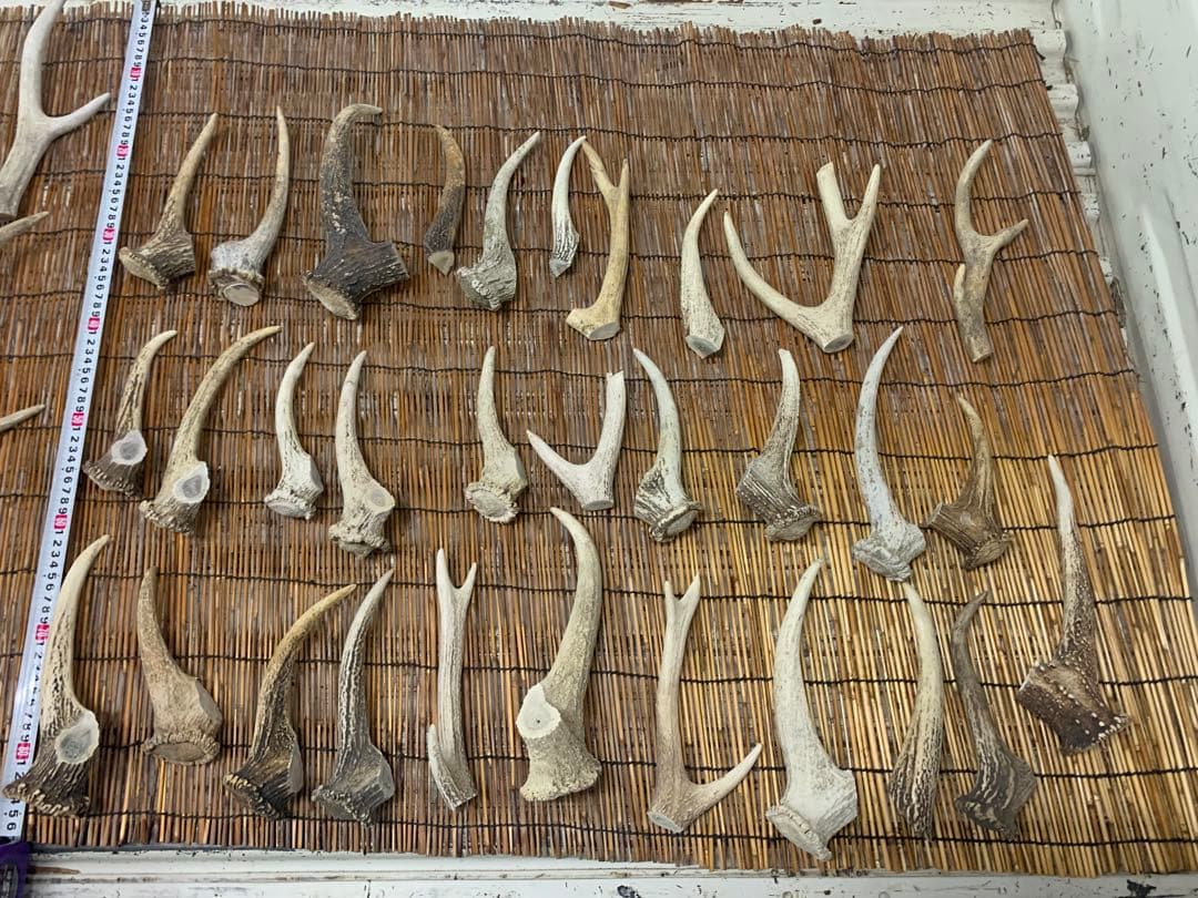 9kg 鹿の角　エゾシカ　角 端材　アクセサリー　パーツ素材