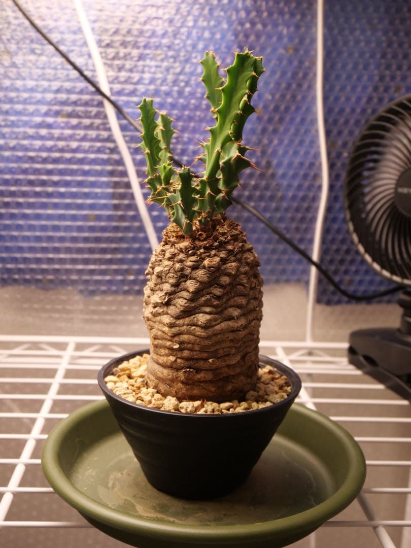 ユーフォルビア　クラビゲラ現地株　発根済み　鉢ごと