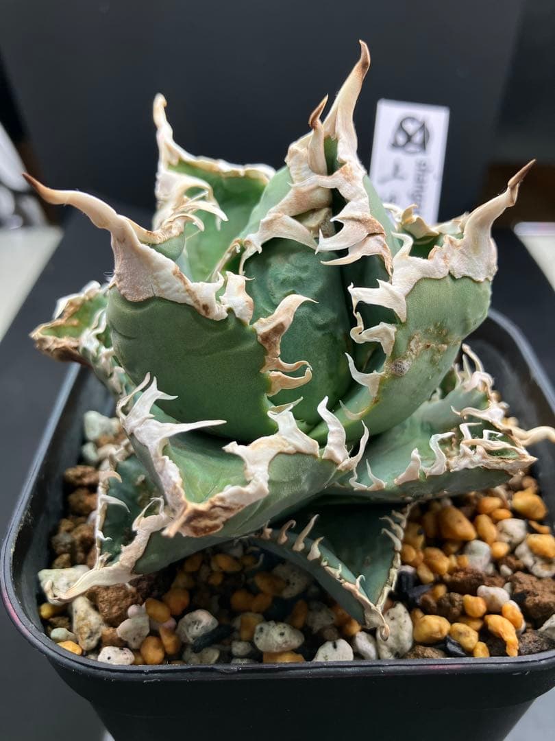 アガべチタノタ 白幽霊【上澳園芸】親株タグ付き　【美品】