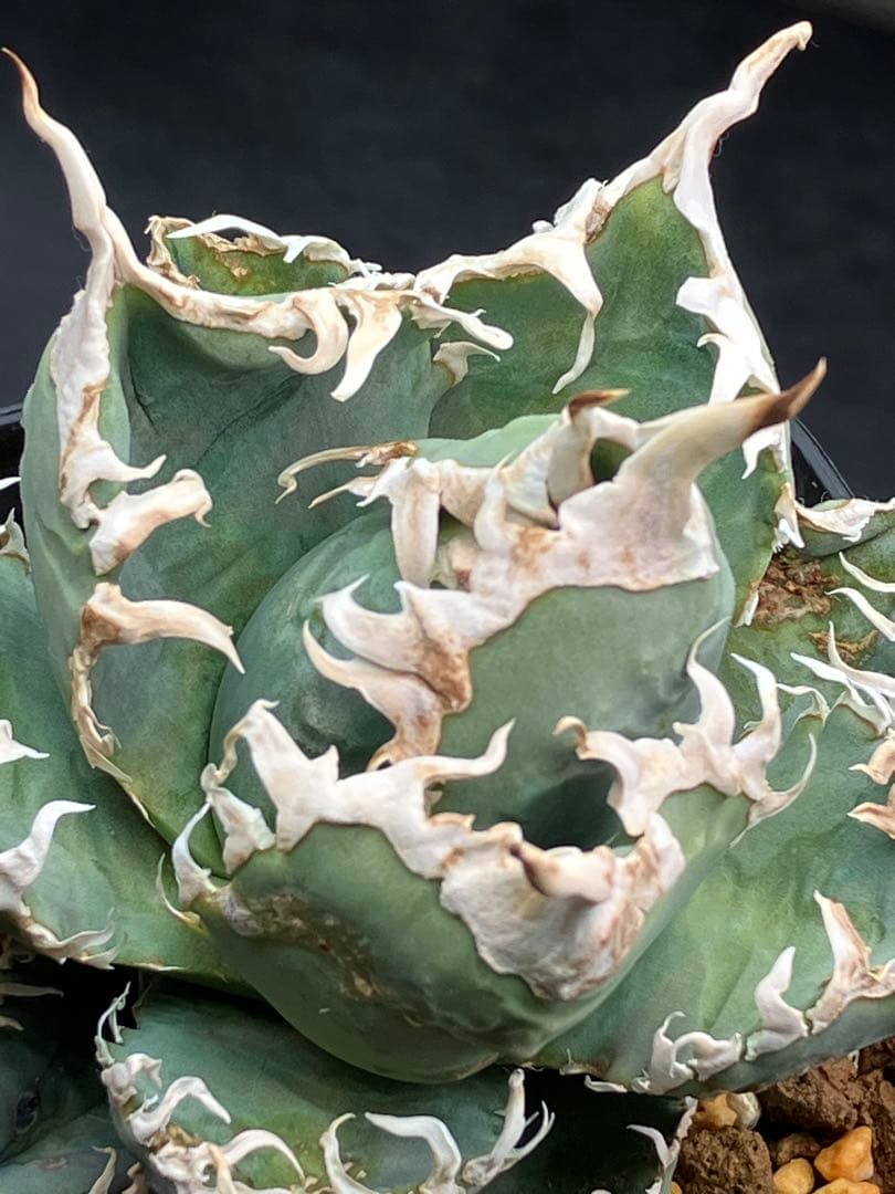 アガべチタノタ 白幽霊【上澳園芸】親株タグ付き　【美品】