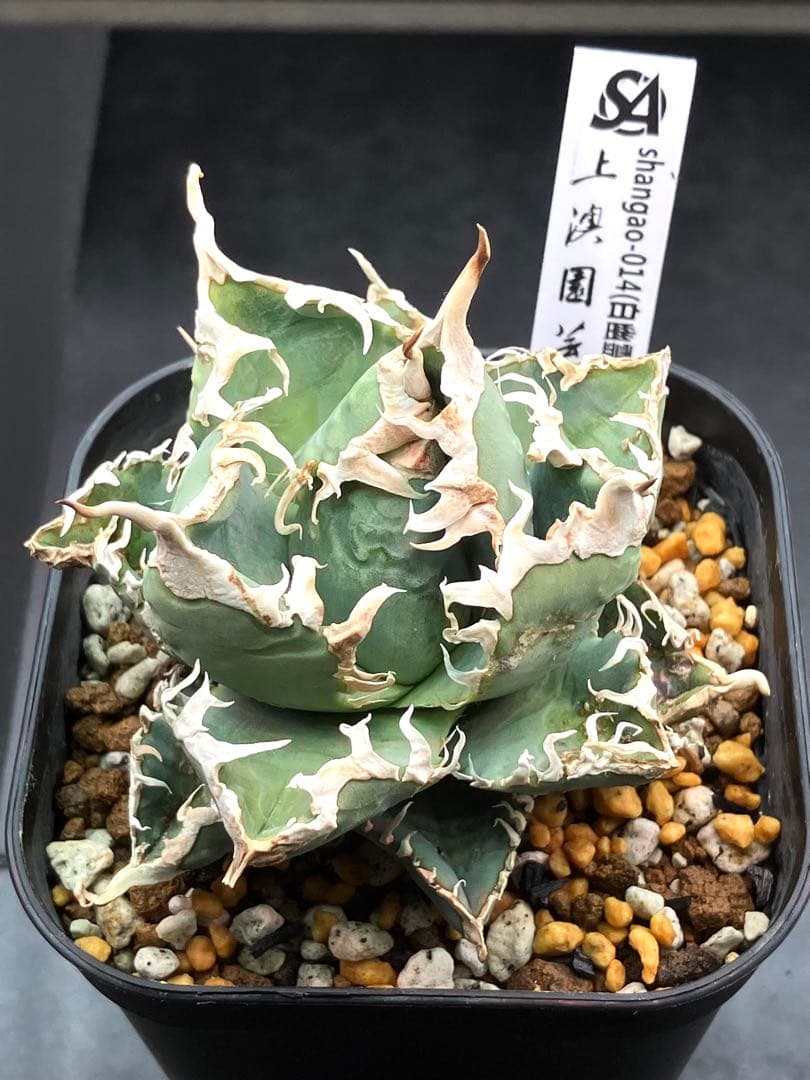 アガべチタノタ 白幽霊【上澳園芸】親株タグ付き　【美品】