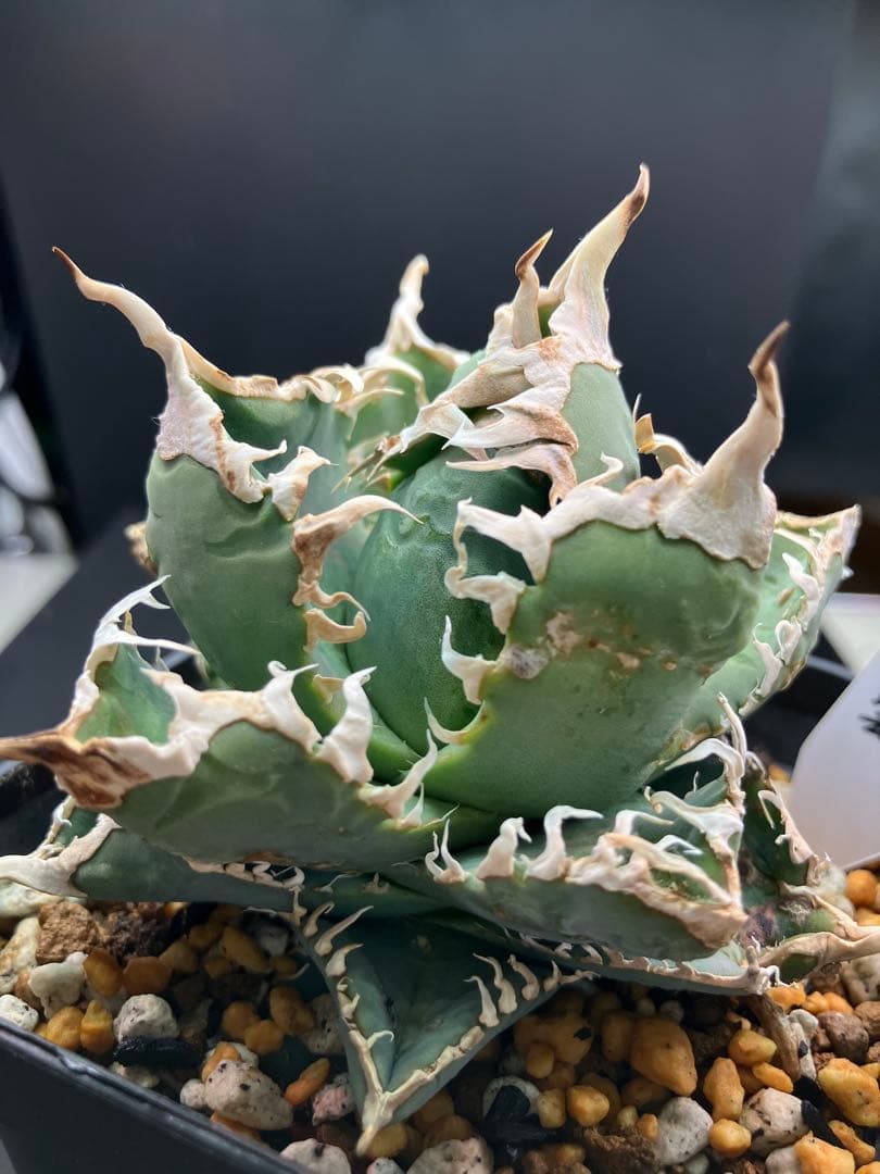 アガべチタノタ 白幽霊【上澳園芸】親株タグ付き　【美品】