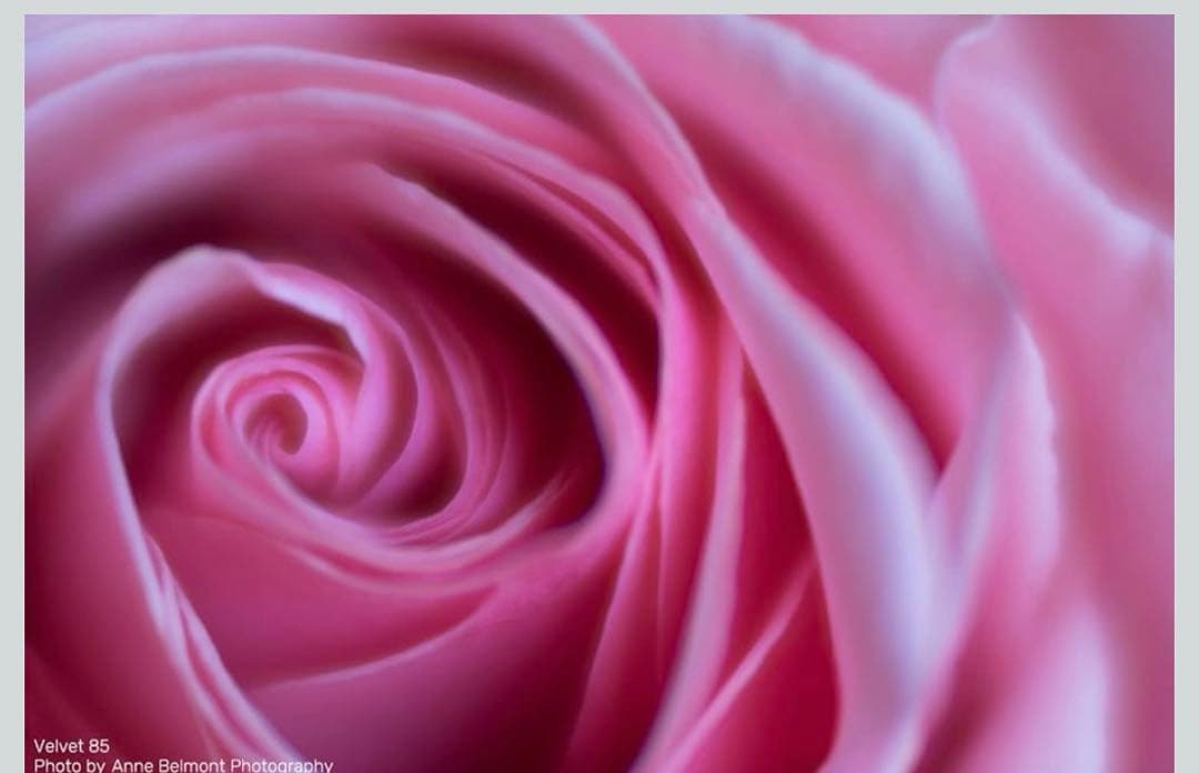 Lensbaby 単焦点レンズ Velvet 85 ソニー Eマウント85mm