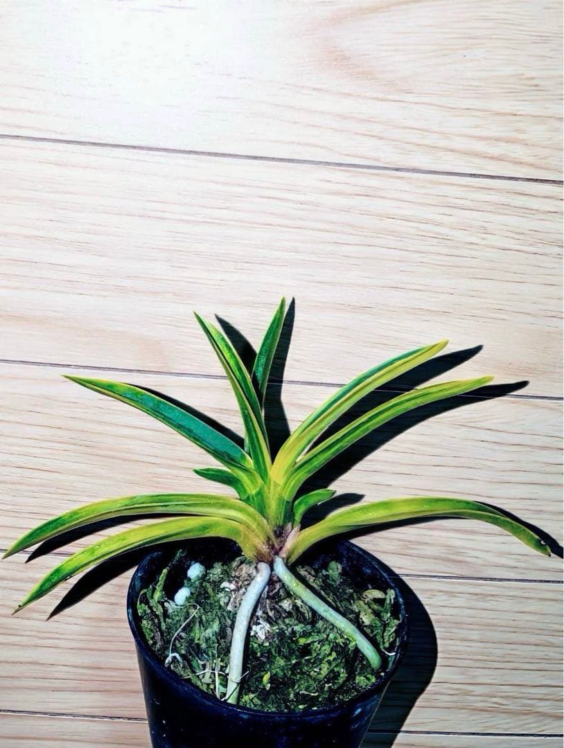 【迎春特別出品】富貴蘭「天王羆の縞」