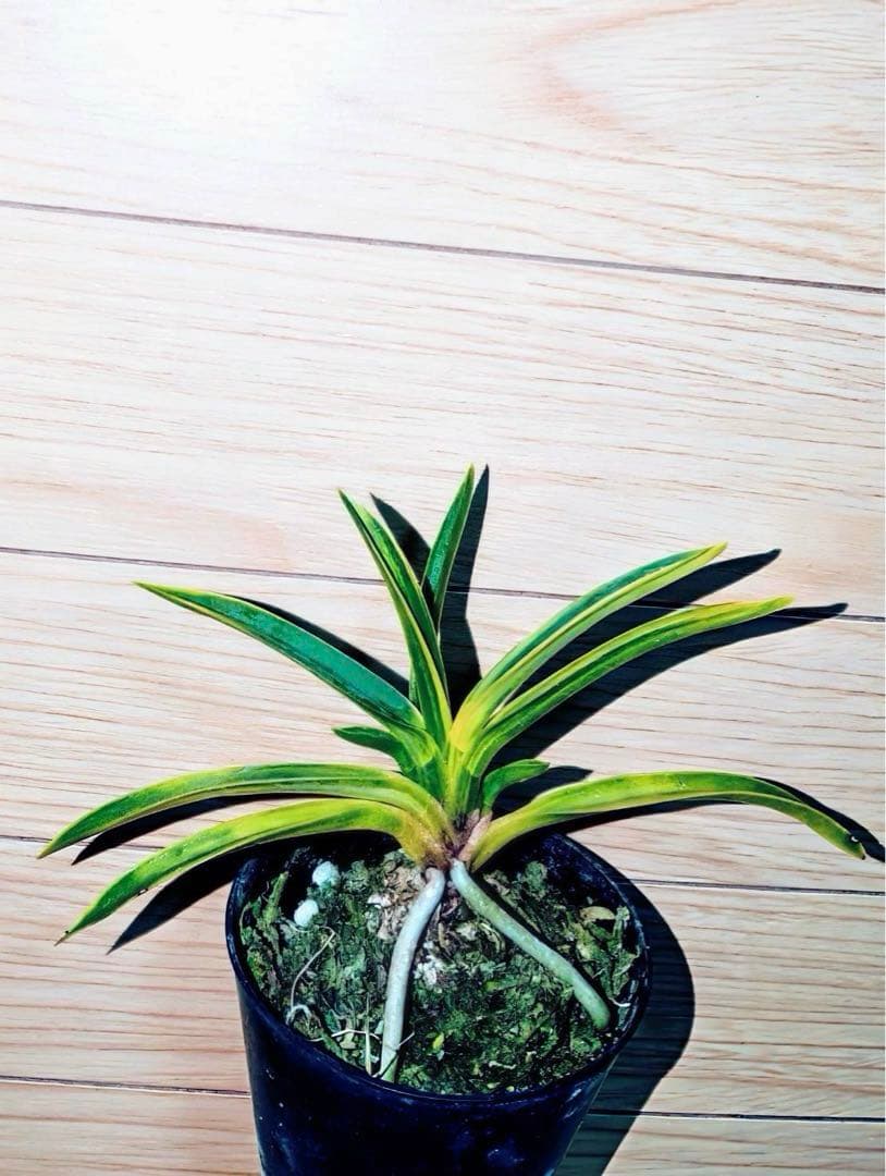 【迎春特別出品】富貴蘭「天王羆の縞」