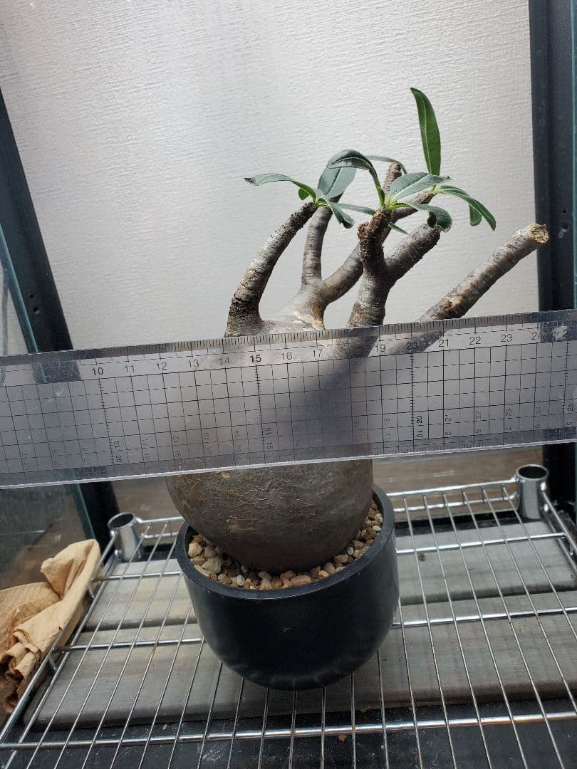 Pachypodium gracilius グラキリス まん丸良型 【発根済み】