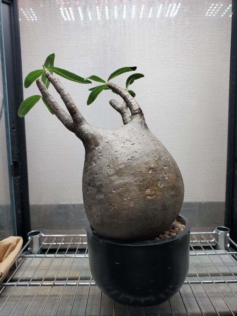 Pachypodium gracilius グラキリス まん丸良型 【発根済み】