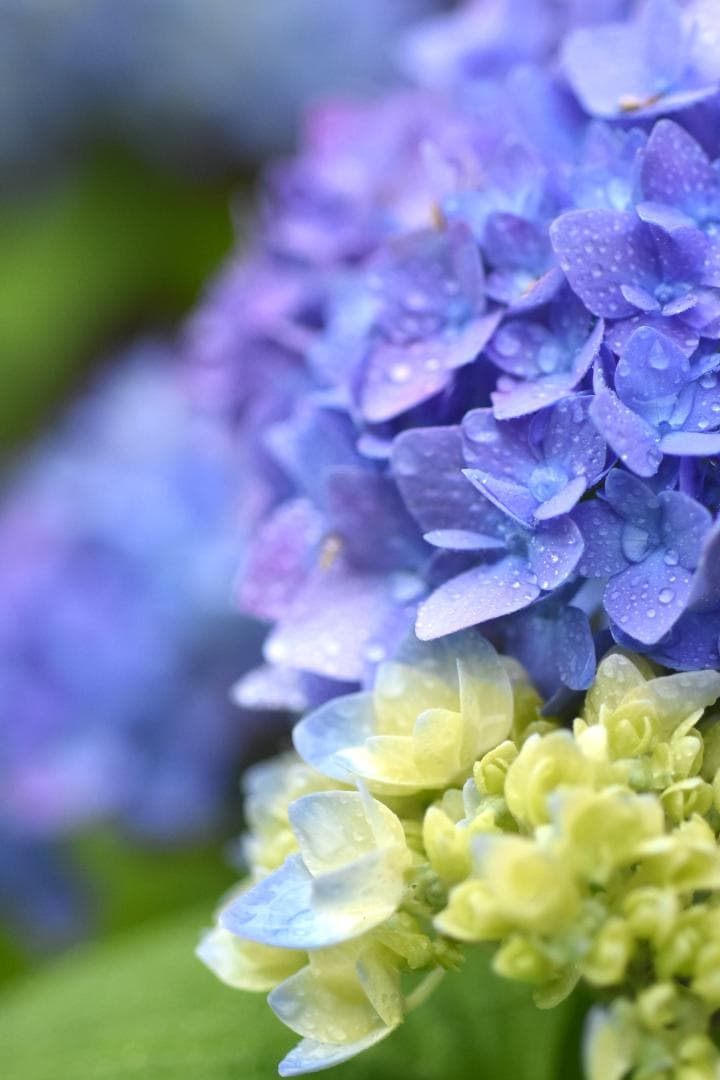 レンズ(単焦点) Nikon AF MICRO 60mm F2.8