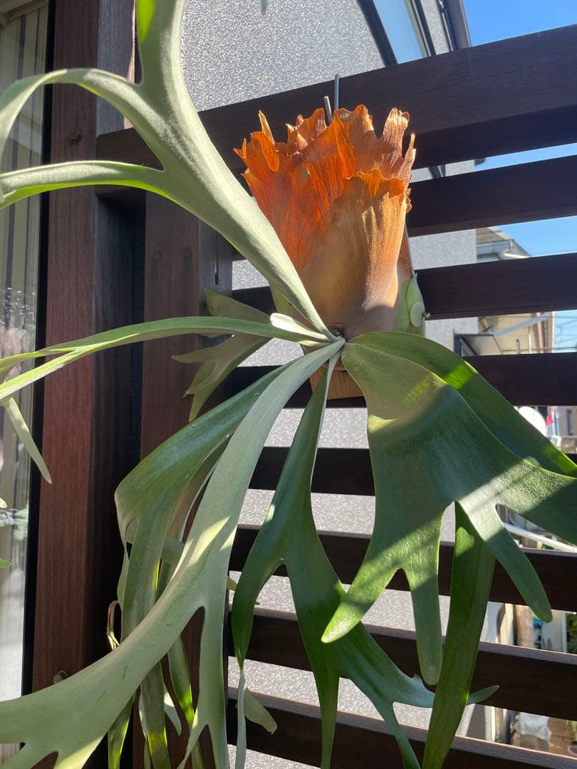 ビカクシダ／P.Pegasus・大型株