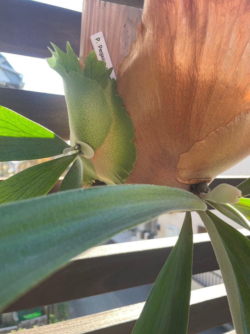 ビカクシダ／P.Pegasus・大型株