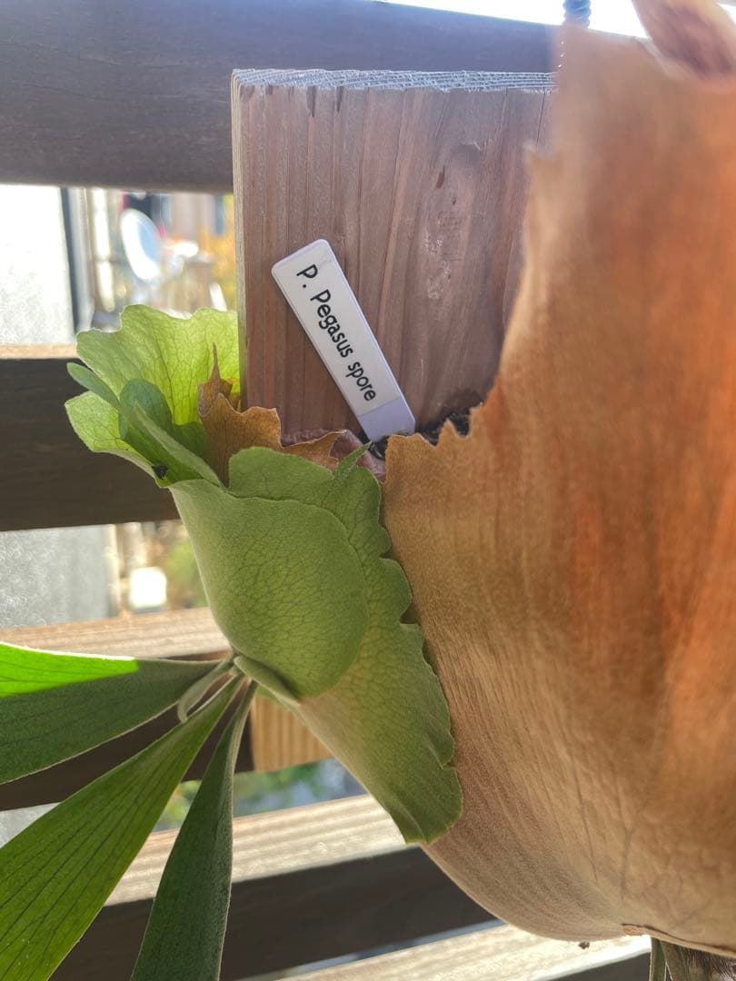 ビカクシダ／P.Pegasus・大型株