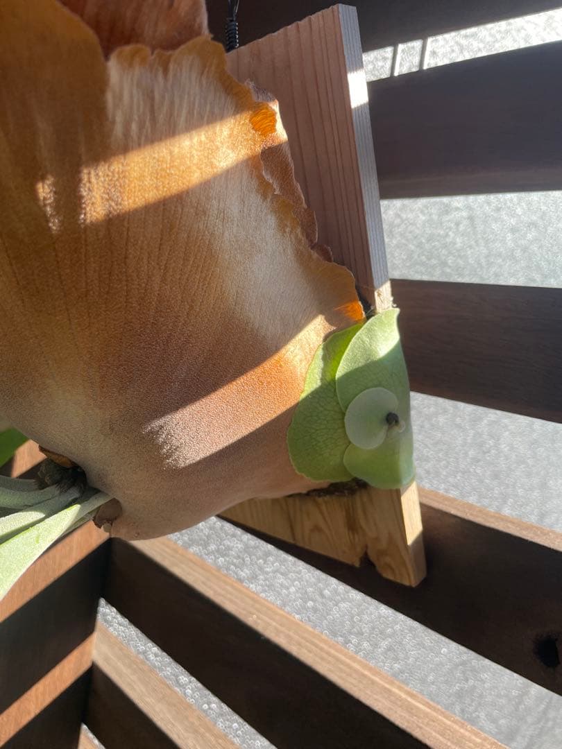 ビカクシダ／P.Pegasus・大型株