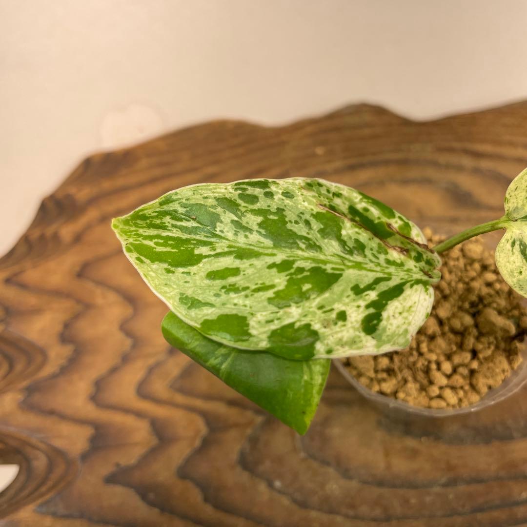 N*a様 L041品種保証！斑入り保証！モンステラ バルバソー フシギダネ