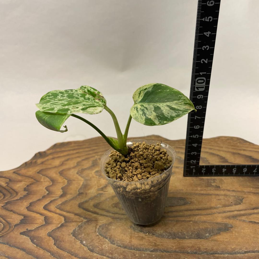 N*a様 L041品種保証！斑入り保証！モンステラ バルバソー フシギダネ