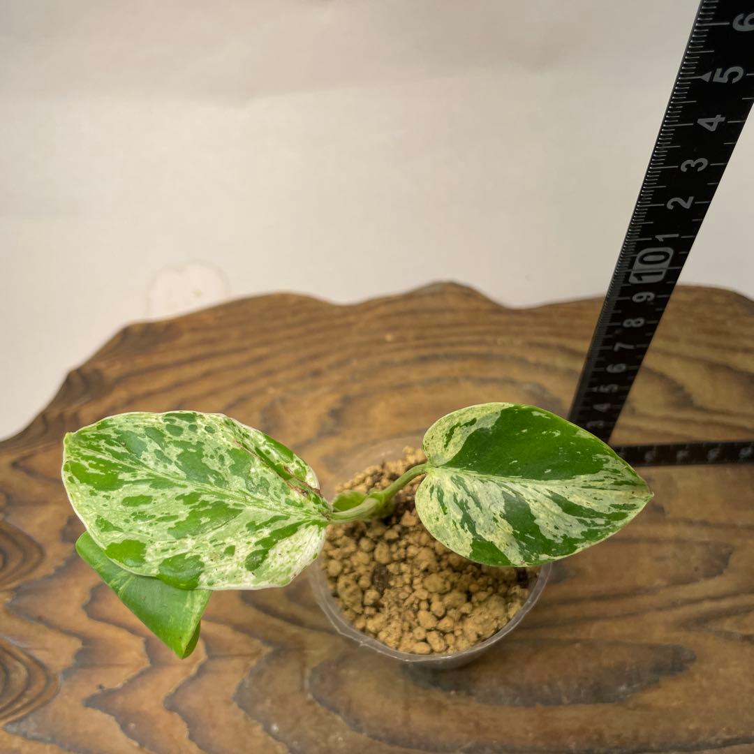 N*a様 L041品種保証！斑入り保証！モンステラ バルバソー フシギダネ