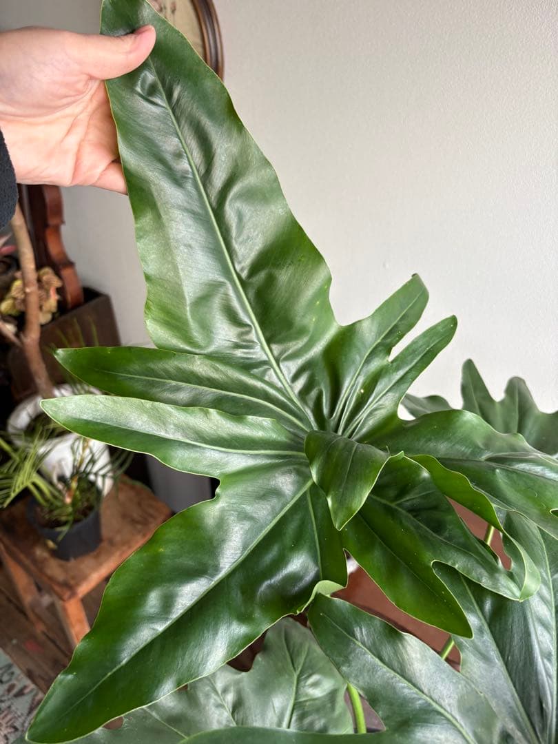 フィロデンドロン ソノラ 5号鉢