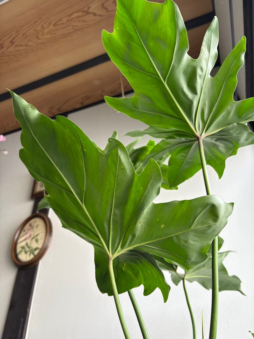 フィロデンドロン ソノラ 5号鉢