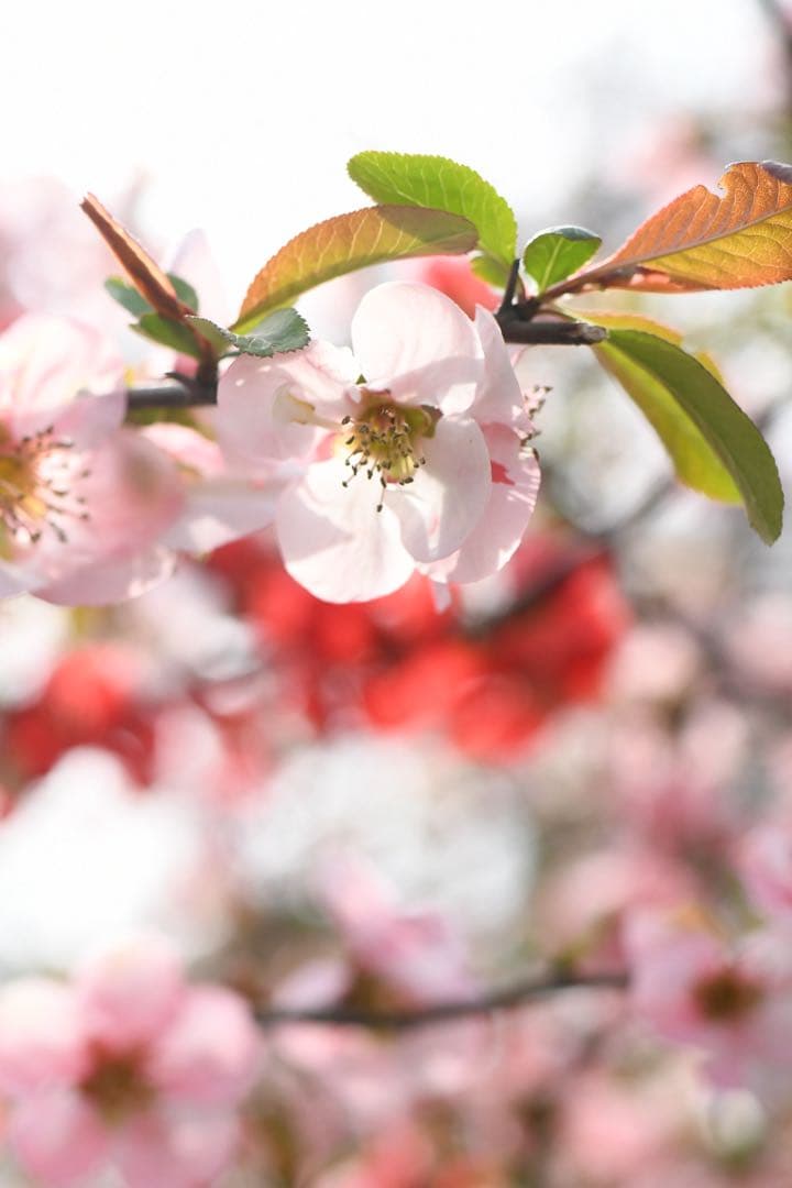 Nikon D7500 レンズセット