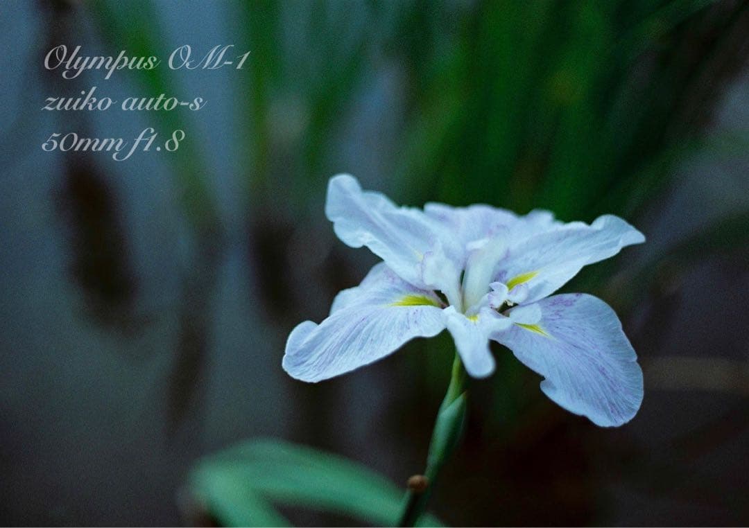 完動品＊美品＊初期保証！★オリンパスOM-1★リザード本革外装★作例多数！