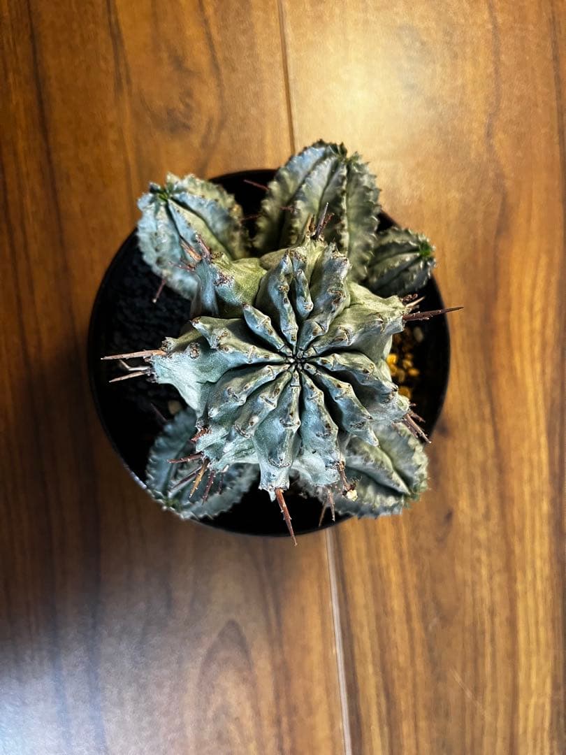 専用 ゲンコツホリダ 大株 親株 鉢付き