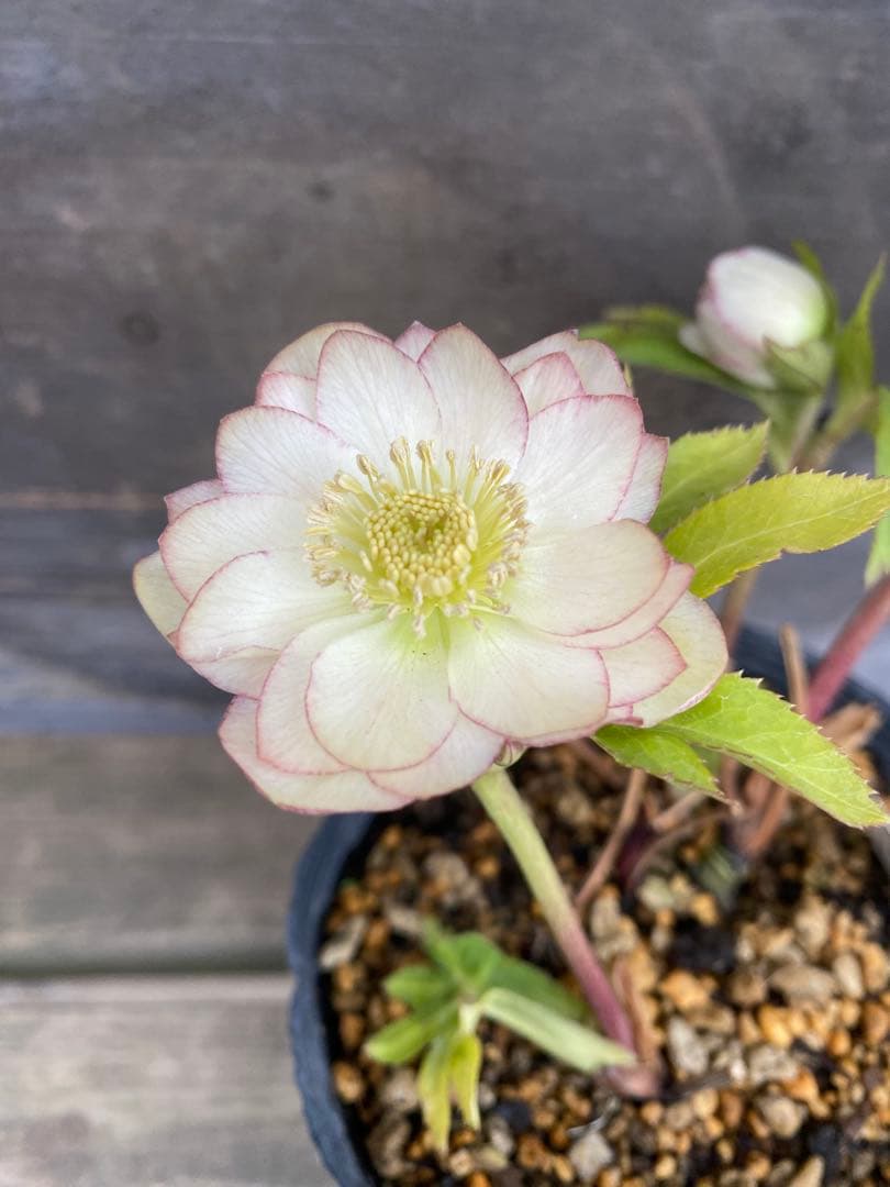 ア*※様 プリマヴェーラ×グロッシー　加藤農園