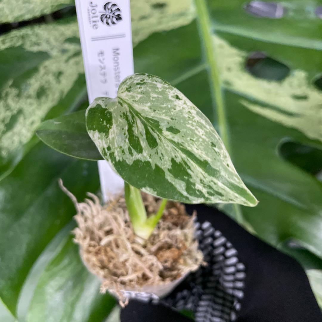 MB9モンステラ　デリシオーサ　ベトシオーサ　2寸ポリポット　ネコポス発送