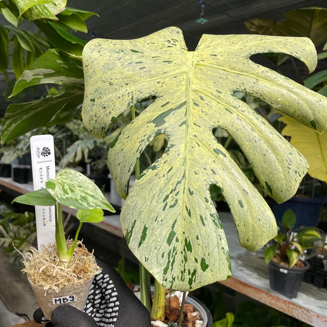 MB9モンステラ　デリシオーサ　ベトシオーサ　2寸ポリポット　ネコポス発送