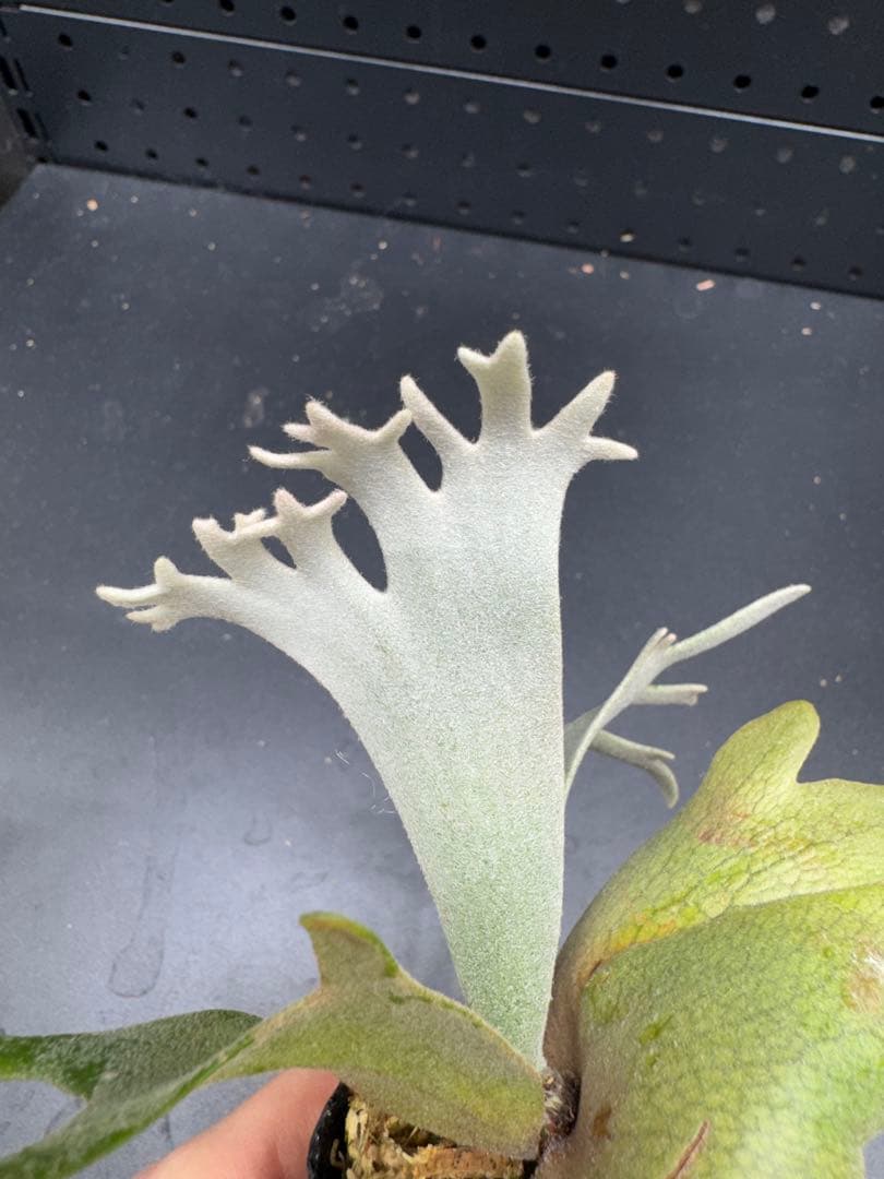 【平凡之鹿】YMDS Totoro HHRナーセリータグ付け #079