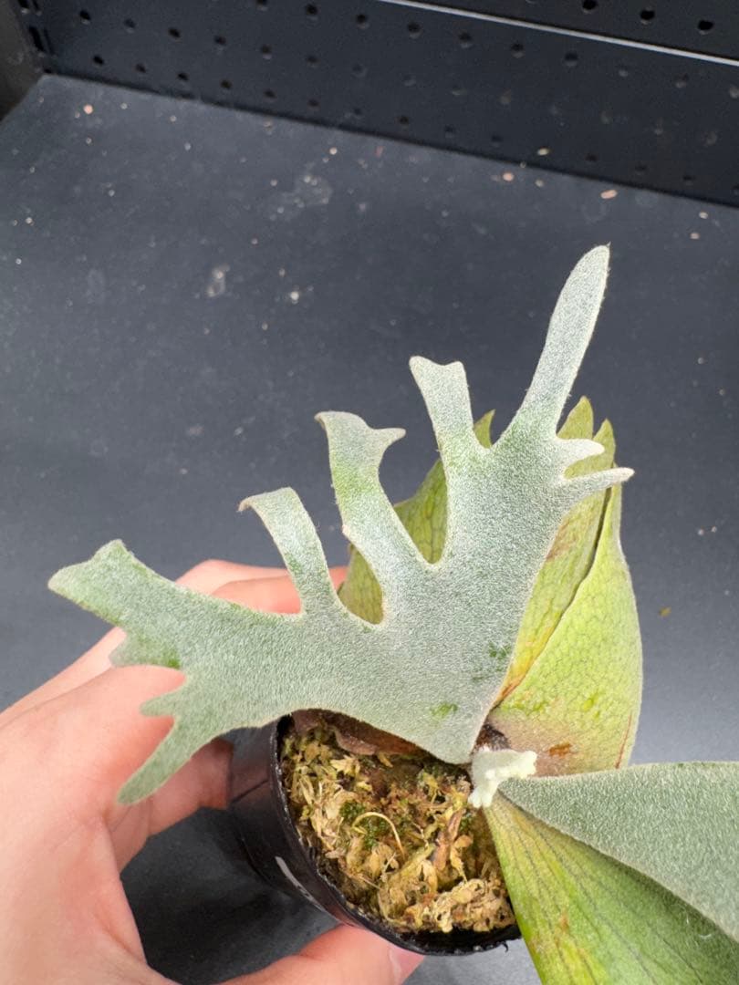 【平凡之鹿】YMDS Totoro HHRナーセリータグ付け #079