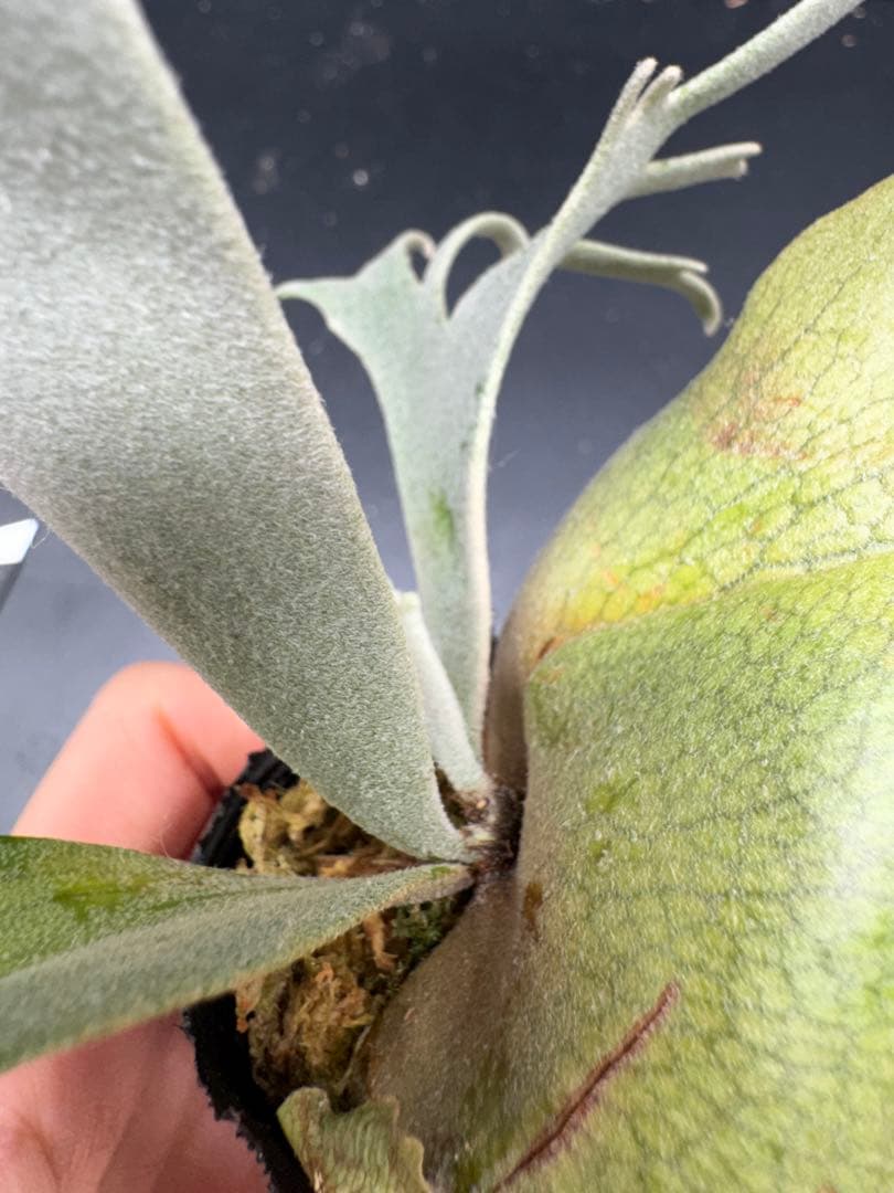 【平凡之鹿】YMDS Totoro HHRナーセリータグ付け #079