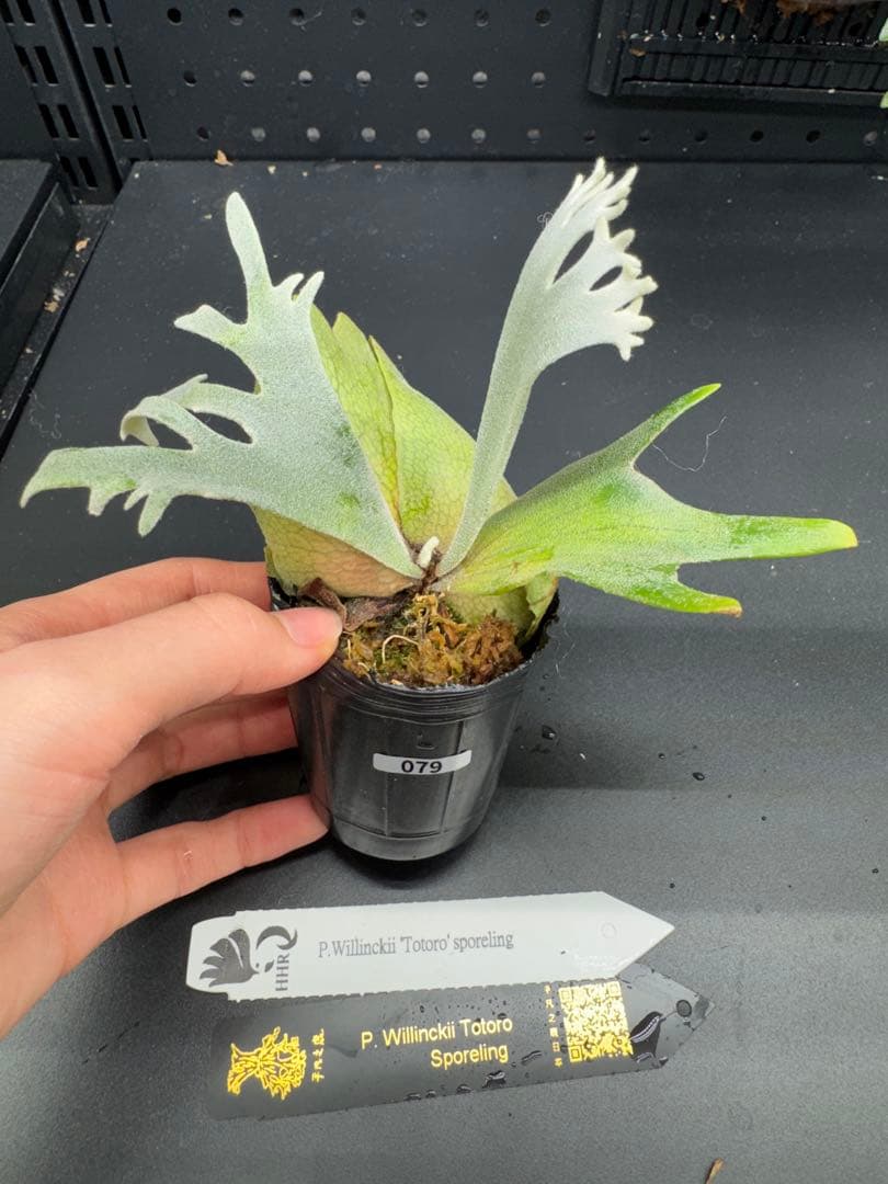 【平凡之鹿】YMDS Totoro HHRナーセリータグ付け #079