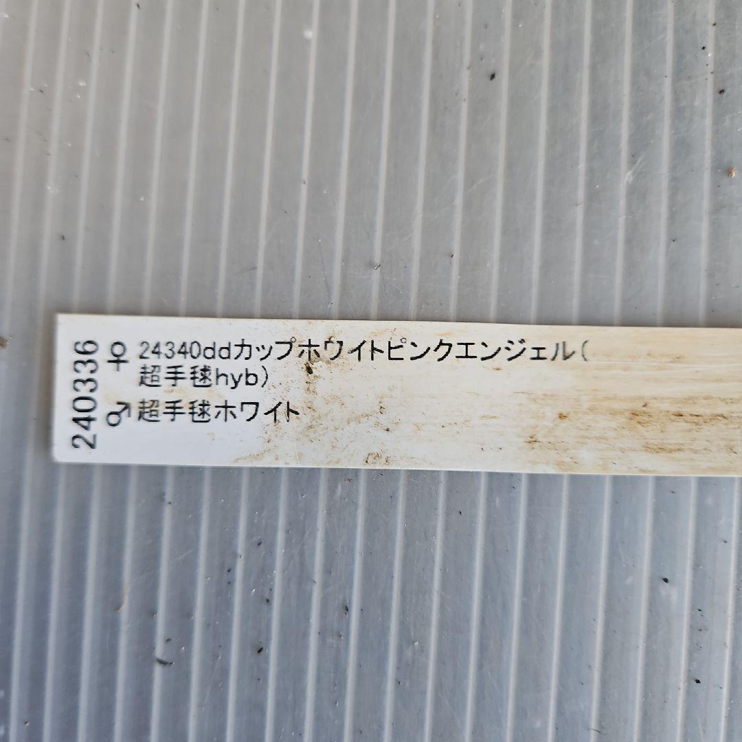 ★＊ひまわり＊様ご購入苗㉖-327㉖-363㉖-384クリスマスローズ