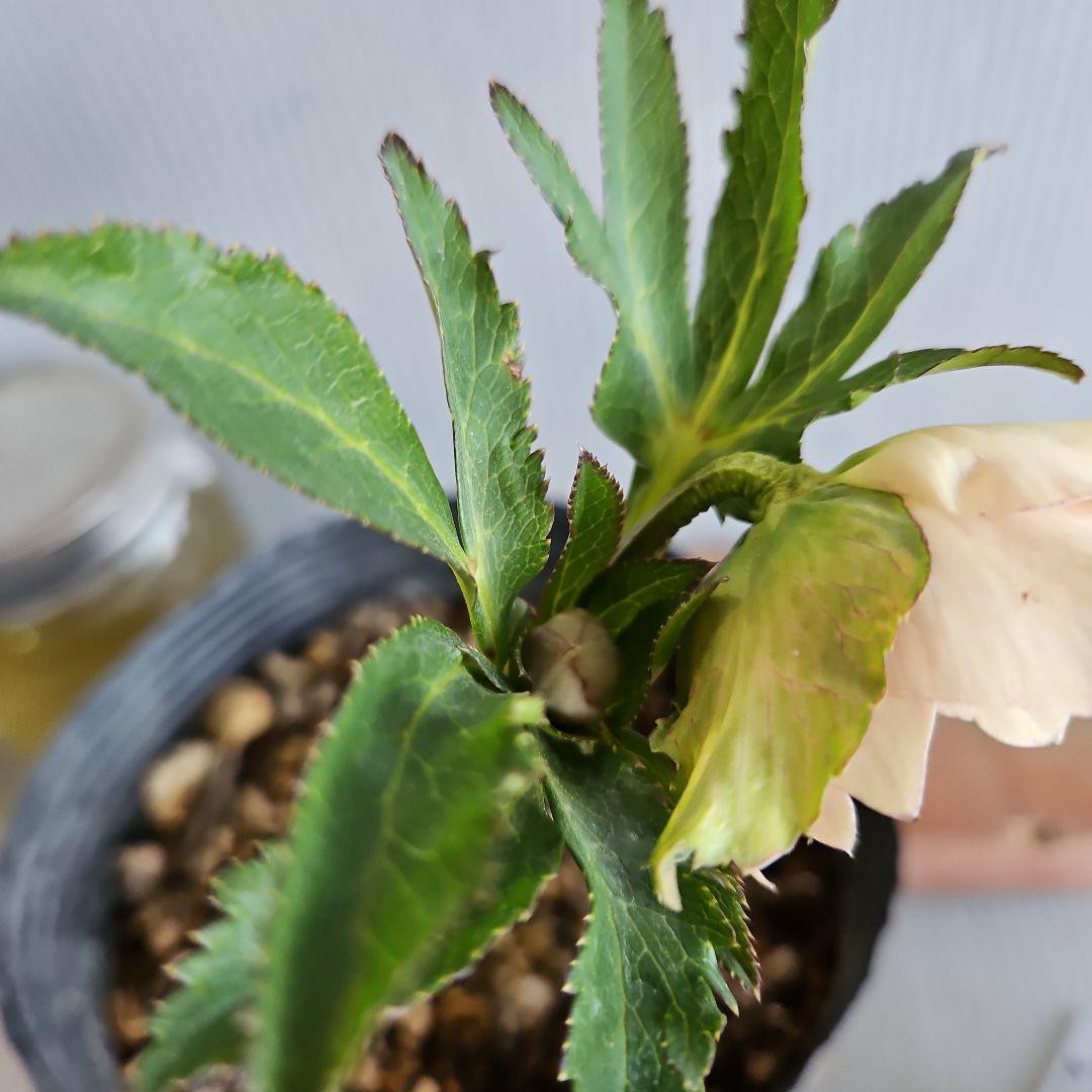 ★＊ひまわり＊様ご購入苗㉖-327㉖-363㉖-384クリスマスローズ