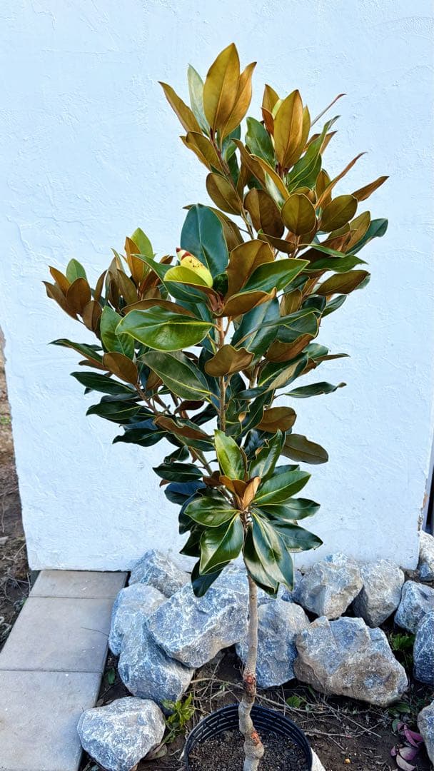 ※まさ 美形。リトルジェム1.4M(鉢底から)花芽付き☆