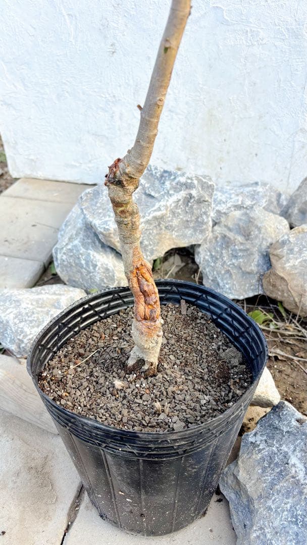 ※まさ 美形。リトルジェム1.4M(鉢底から)花芽付き☆