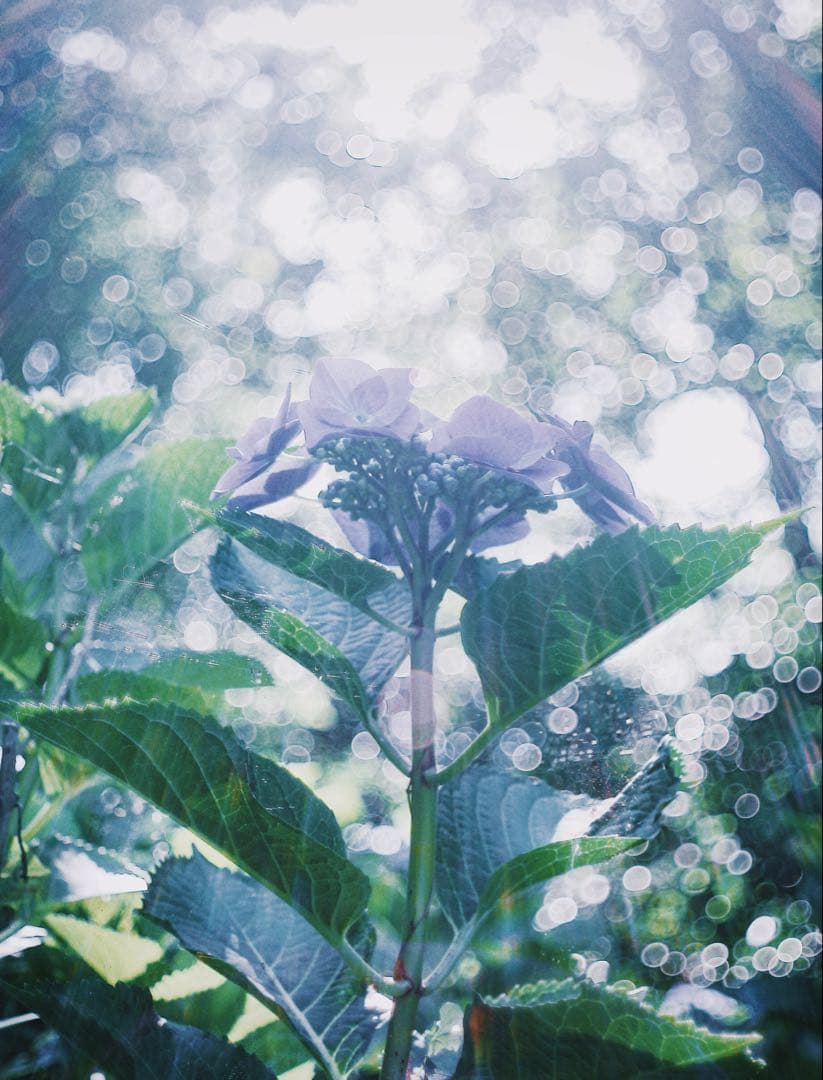 フィルムカメラ FLEKTOGON 2.8/35 CARL ZEISS JENA EXAKTA